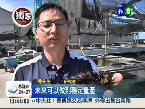 澎湖培育新品種海膽 清淡更爽口