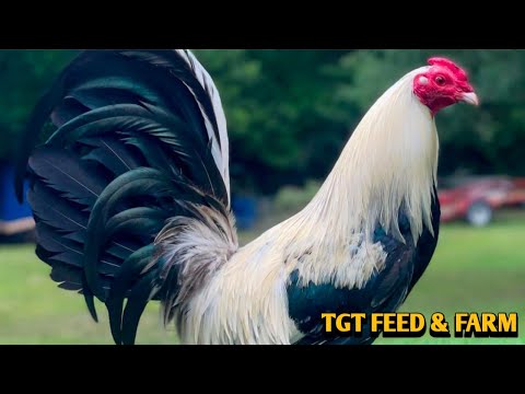 Grey Pumpkin Brownred - TGT FEED & FARM