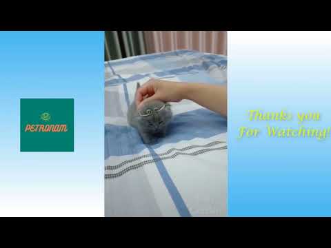 Cute Cat With A Tiara | Playing Cat | Baby Kitten | Little Cat Cutest Pet At Home