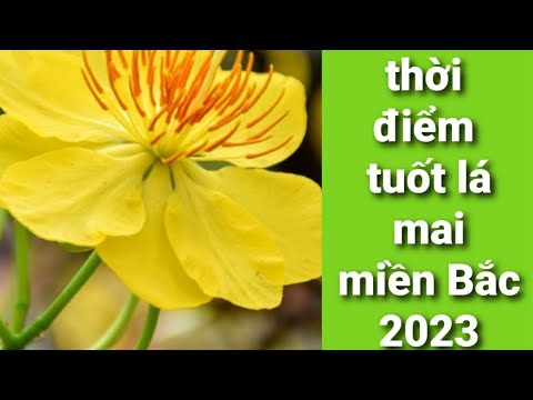 thời điểm tuốt lá mai vàng miền bắc,mai tết đẹp năm 2023