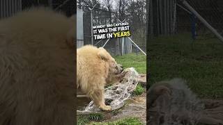 This poor bear had a hard life 😔❤️ #shorts