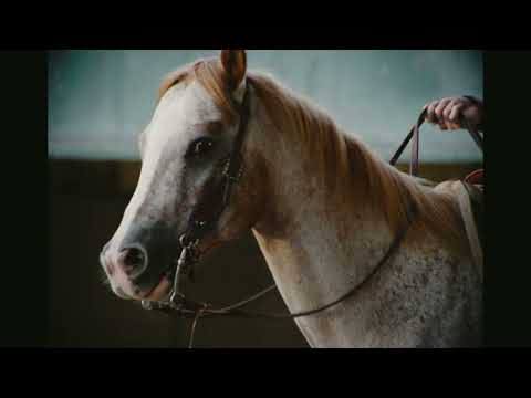 Orville Peck - Appaloosa (Official EP Trailer)