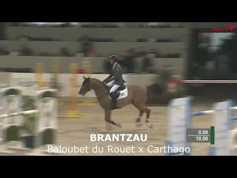 Brantzau VDL - Baloubet du Rouet/Carthago/Coriander