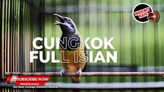 Download lagu 🔴Cucak Cungkok Super Gacor Full Isian Mewah mp3
