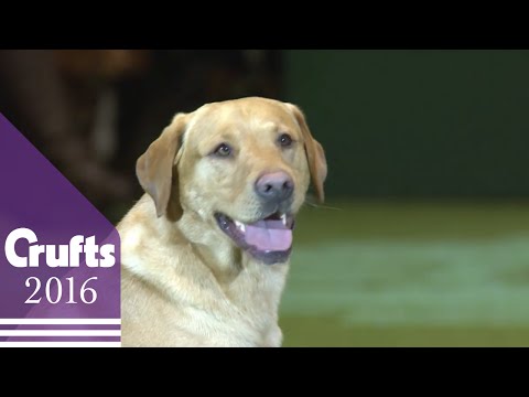 Gundog Display with Philippa Williams | Crufts 2016