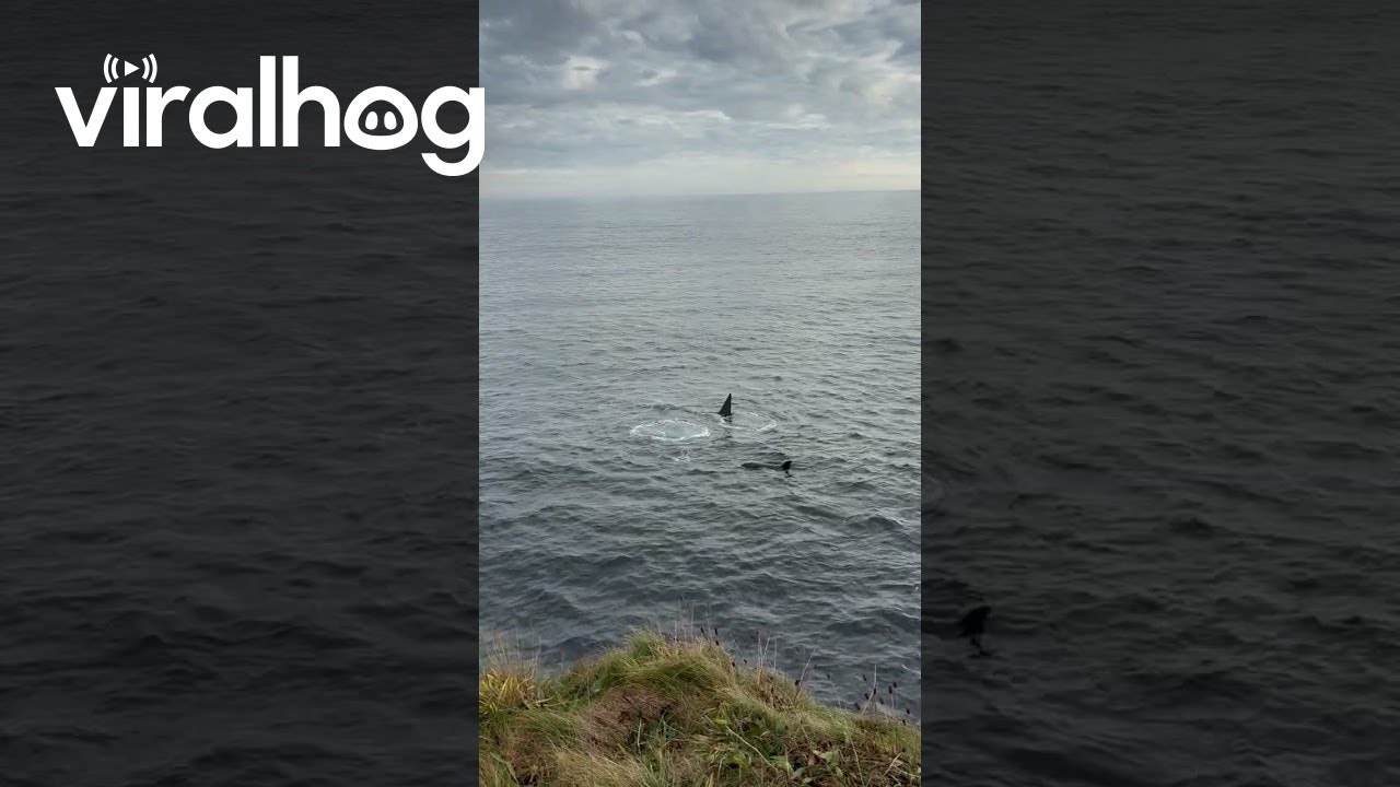 Orca Pod Off Scotland Coast || ViralHog