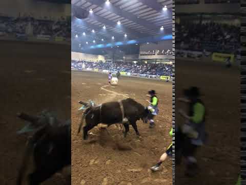 36 Turn About Fort Mohave Xtreme Bulls