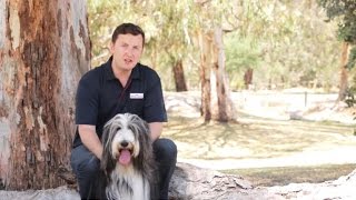 Royal Canin: How to check if your dog has a seasonal allergy