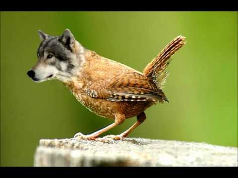 Between Friends & Enemies feat Earl Sweatshirt, Captain Murphy & DOOM (Flying Lobz Edit).wmv