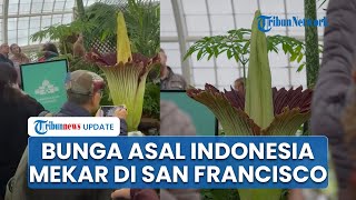 Mekar di San Francisco, Bunga Bangkai Asal Indonesia Tarik Ribuan Pengunjung hingga Cium Bau Busuk