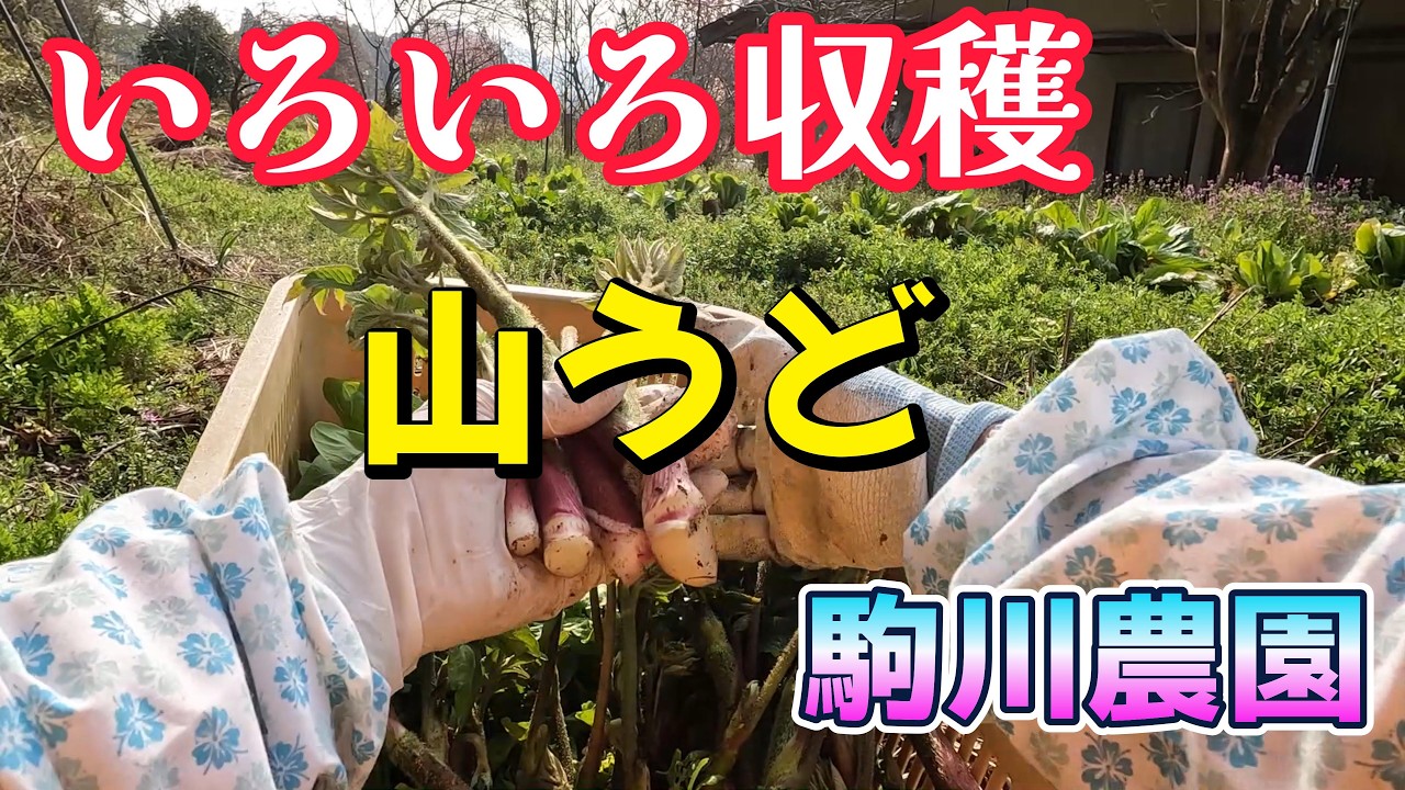 いろいろ収穫　山うど　駒川農園　26.3.30