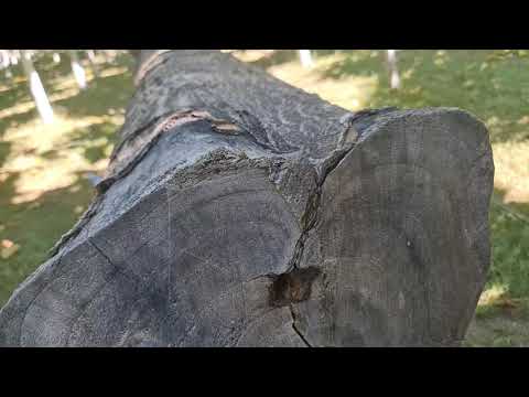 Что случилось с Павловнией на Иссык-Куле 2 г? @paulownia.energy