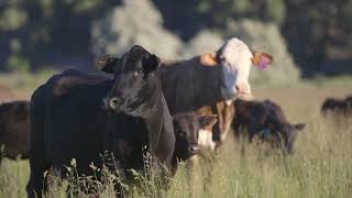 1111 E Idaho Emmett Id 83617