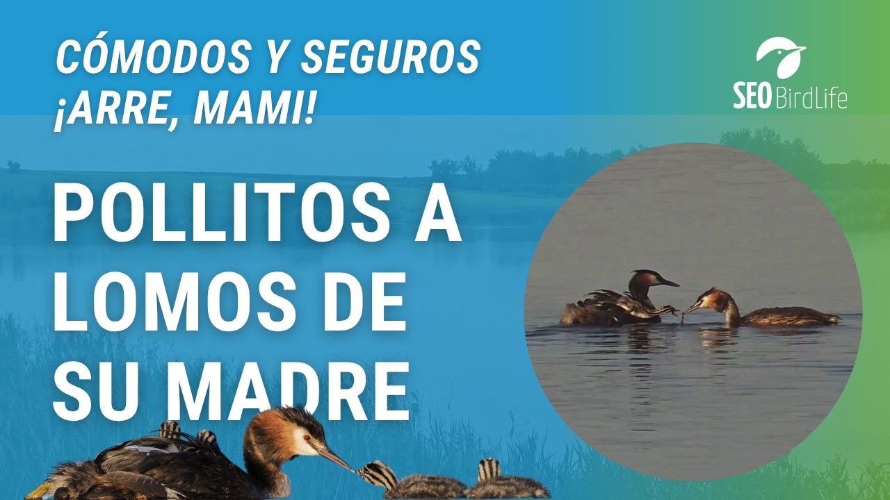 POLLOS DE SOMORMUJO A LOMOS DE SU MADRE · P.N. de las Tablas de Daimiel, Ciudad Real, España