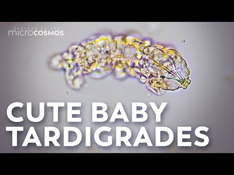 The Highs and Lows of Tardigrade Pregnancy