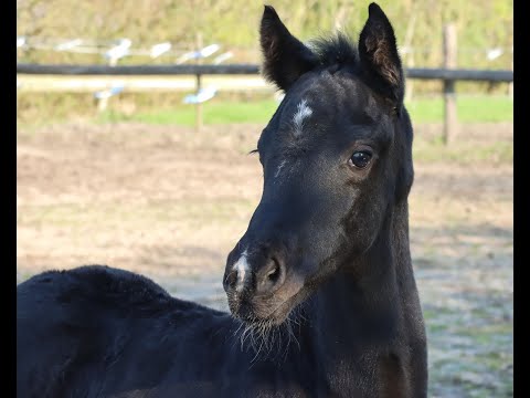 ST. Emilion Stutfohlen aus Royal Doruto - Sir Donnerhall