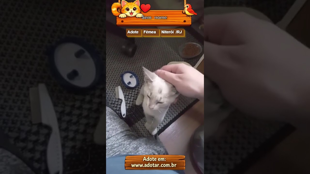 Gato raça SRD-ViraLata idade Abaixo de 2 meses nome Sem nome