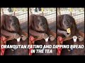 Orangutan Eating And Dipping Bread In The Tea Shorts