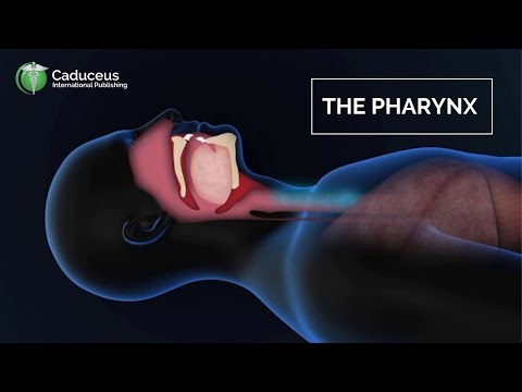 The Pharynx Anatomy and Function | Epiglottis + Larynx Examined