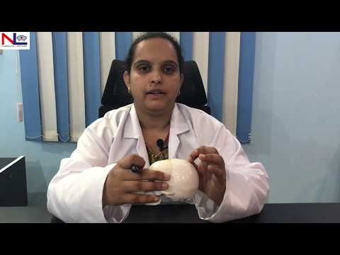 Fetal Skull | Practical Explanation | English | Nursing Lecture