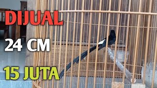 Download lagu murai batu ekor 24 cm pastol di jual 15 juta mp3 Download lagu murai batu ekor 24 cm pastol di jual 15 juta mp3