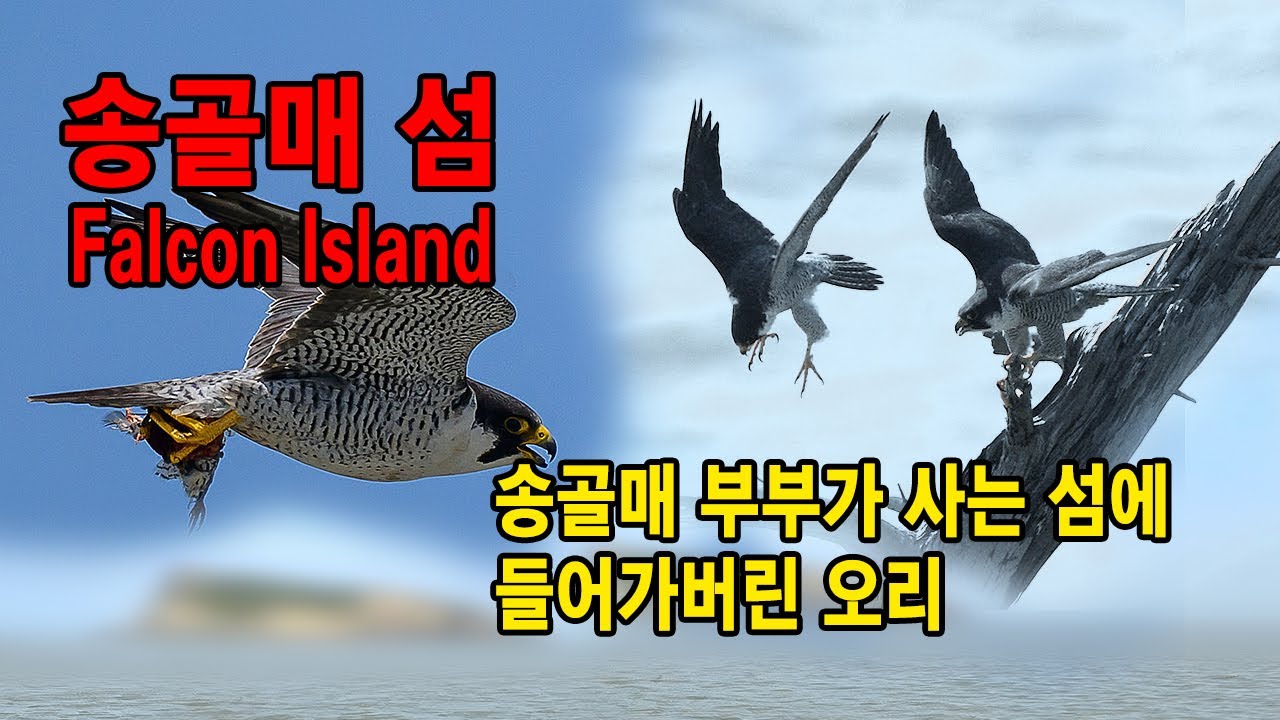 송골매 유튜브 썸네일
