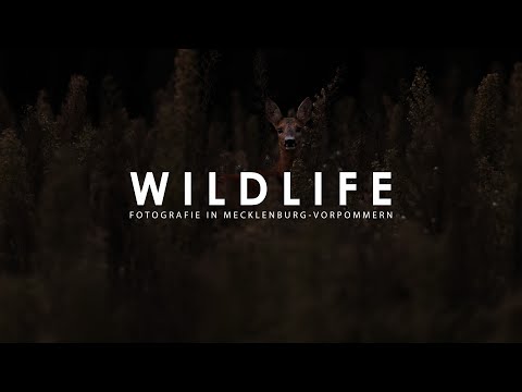 Wildlife Fotografie in Mecklenburg-Vorpommern - Rehe im Herbst