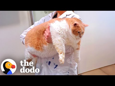 20 Kilo schwere Katze begibt sich auf inspirierende Abnehmreise | The Dodo