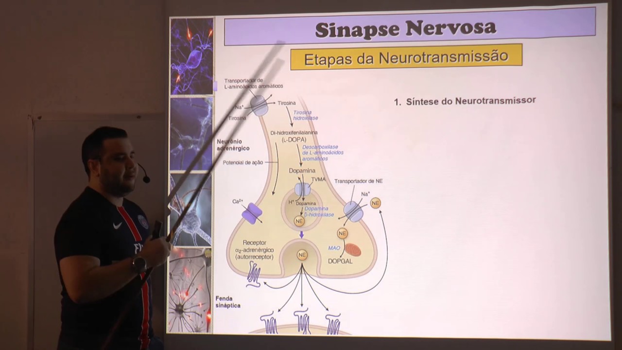 Tipos de Sinapses e Dinâmica da Neurotransmissão Adrenérgica.