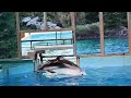 Pacific White Sided Dolphin Zoomies SeaWorld San Antonio November 18 2023