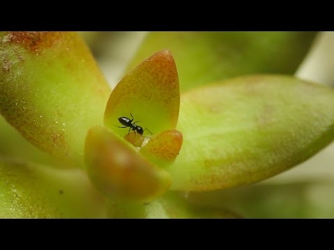 SOS Louvette: サラダを食べる白い虫を駆除するにはどうすればよいですか?  庭園