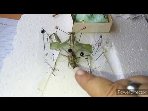 Caja entomológica reciclando materiales