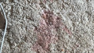 Live with Katie: KENNETH!!! Had An “Accident” On My Carpet… So Guess Where We Need To Go…