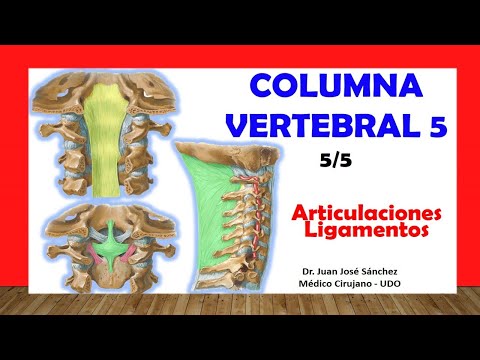 🥇 VERTEBRAL COLUMN 5/5 - (Joints and Ligaments). Easy and simple