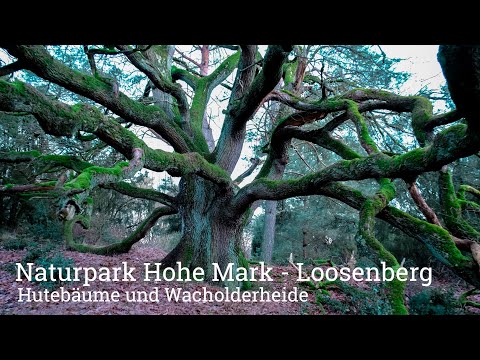 Naturpark Hohe Mark - Loosenberge - Fototour Hutebäume und Wacholderheide