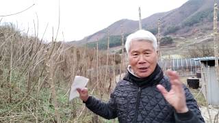 (귀농)두릅재배를 해보니 앞으로 전망은?(글쎄요!)