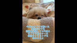 ソレちゃんの日常❤️ #シニア犬との暮らし #トイプードル18歳 #トイプードル多頭飼い #犬と一人暮らし
