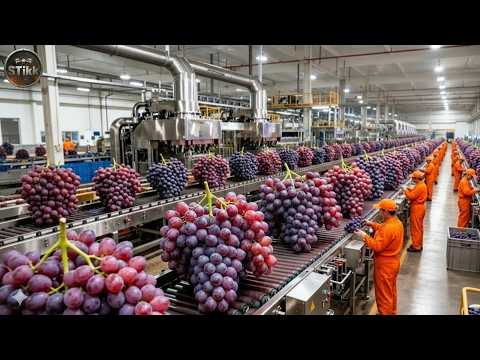 Inside a Modern Grape Factory | From Inspection to Barcode to Shipping (Full Process)