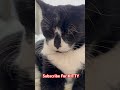 Hear Sox S Really Loud Purrs For Relaxation Shorts