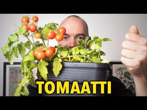 , title : 'Tomaatin kasvatus parvekkeella (monessa ruukussa)'