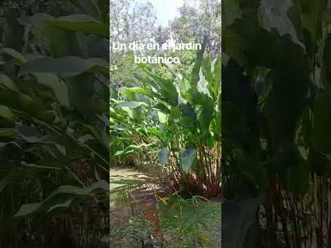 un día en el jardín botánico en Cartagena Bolívar