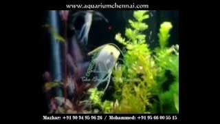preview picture of video 'Planted Aquarium with angel fish in Plasma, Plasma aquairum, Designed by Mazhar +91-9094959626.'