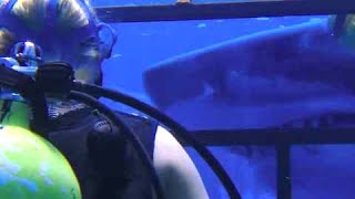 映画『海底47m』予告編