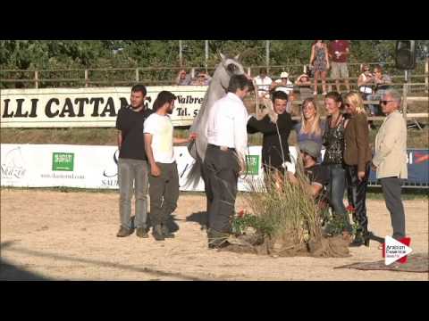 Silver Ch. -N.88 EK DEHOR - Bergamo 2015 - Senior Stallions Championship (Class 19)