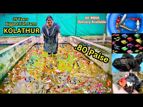🐠₹0.80 paisa to Big Fish Aqua Farm | shop in Kolathur | AM Aquarium | with price |100 +varieties