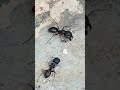 BIG ANT WARGAH Shorts