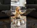 Golden Retriever Surrounded by Kittens… The Happiest Moment Ever
