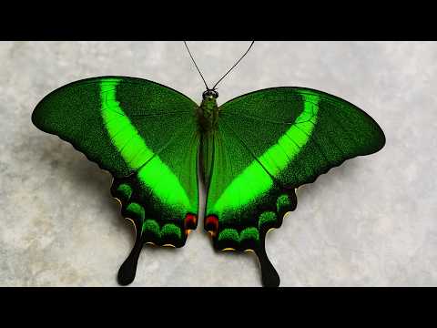 20 BORBOLETAS MAIS BONITAS DO MUNDO