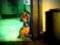 Conker S Bad Fur Day Long US Commercial