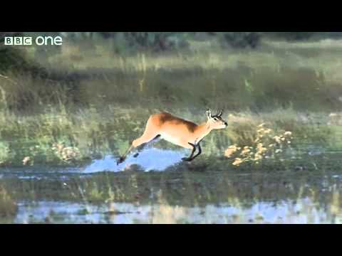 HD  Leaping Lechwe   Nature s Great Events  The Great Flood  1